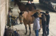 Seventh Grade Students visit Millbrook Trail Rides thanks to an AEEF Grant